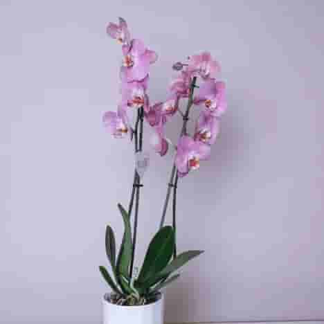 Orchidea Phalenopsis двухветочная 