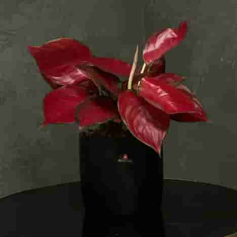 Aglaonema RED