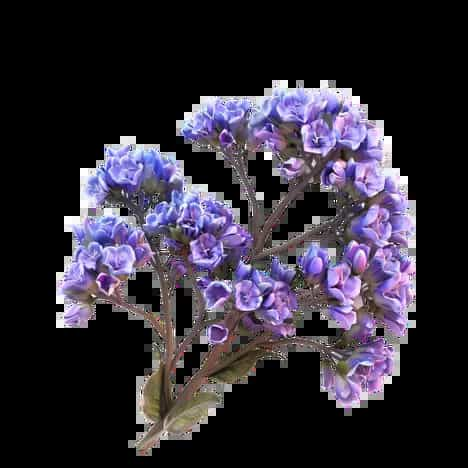 Limonium