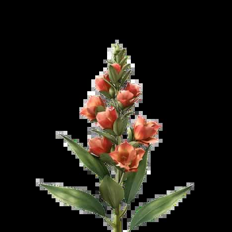 Antirrhinum