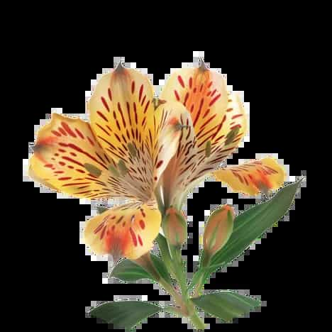 Alstromeria