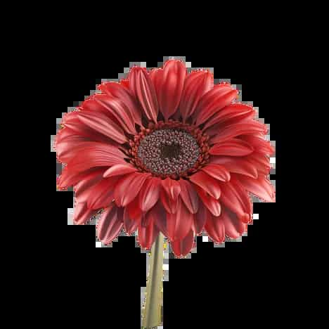 Gerbera