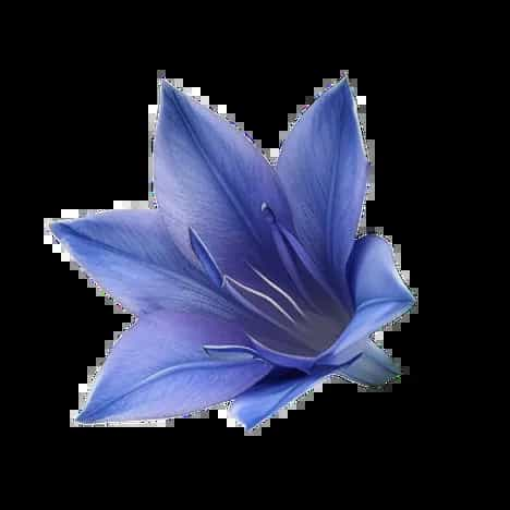 Gentian