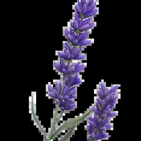 Lavanda