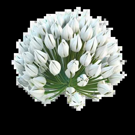 Allium